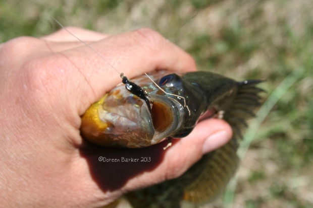 One of my favorite things...fly fishing for panfish!